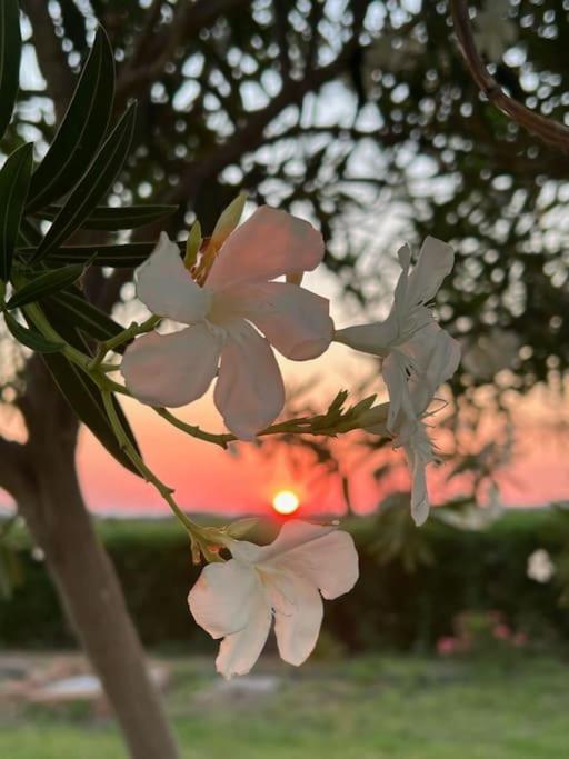 Casa Barbara Sardinia Villa Masainas Bagian luar foto